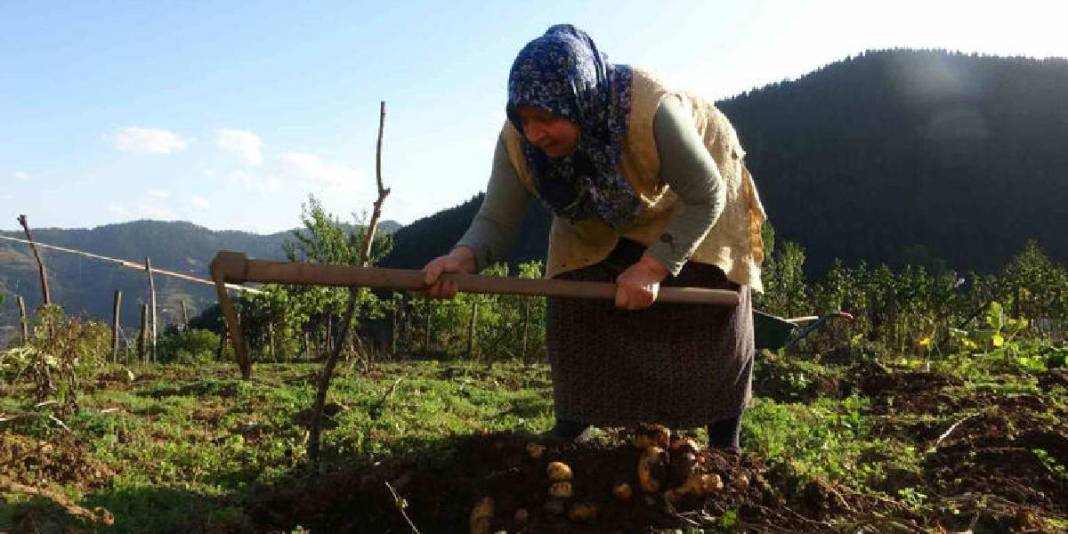 Nisan ve Mayıs’ta ekildi, Ekimde toplanıyor! 65 yaşında hasatta: Önce topluyor, sonra pazarda satıyor 3